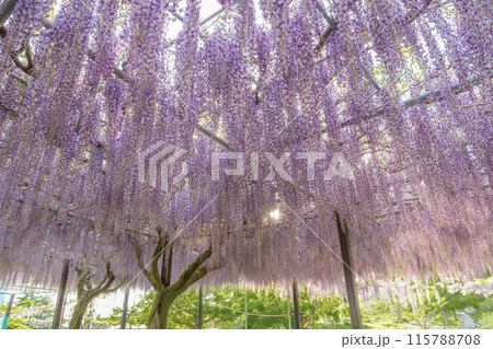 かざはやの里 見頃のふじ かざはやの里 見頃のふじ 115788708