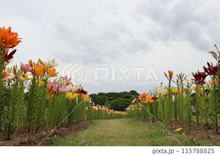 百合　花言葉　植物園　ユリ祭　蜻蛉池公園　岸和田市　大阪府　遠足　公園 115788825