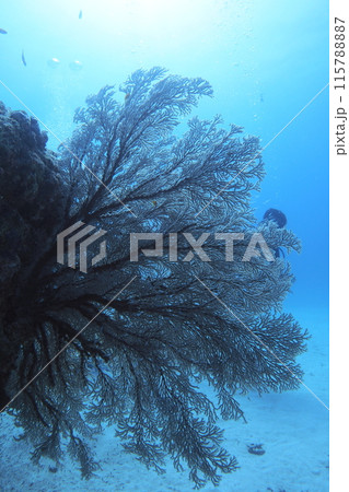 太陽とリュウキュウイソバナ陰影 沖縄の海 太陽とリュウキュウイソバナ陰影 沖縄の海 115788887