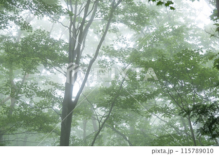 霧に覆われた新緑の森 115789010