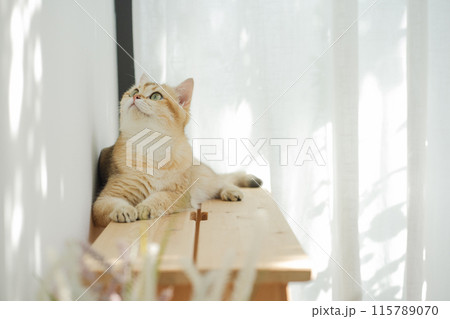 pet care concept with british cat relax and play in living room pet care concept with british cat relax and play in living room 115789070
