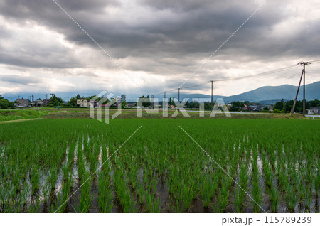 曇りの原風景　御殿場の田園 115789239
