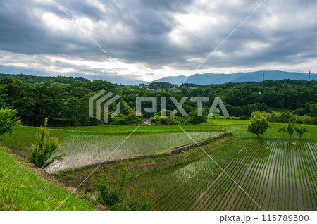 曇り空と田んぼ風景　竹之下の田園 115789300