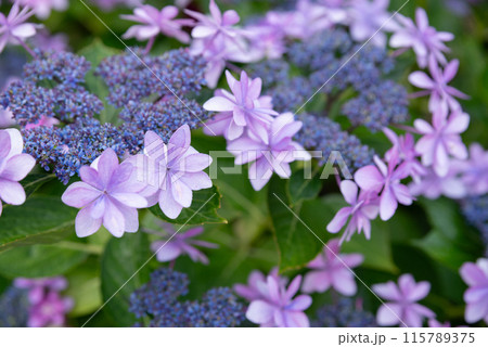 綺麗な紫陽花 綺麗な紫陽花 115789375
