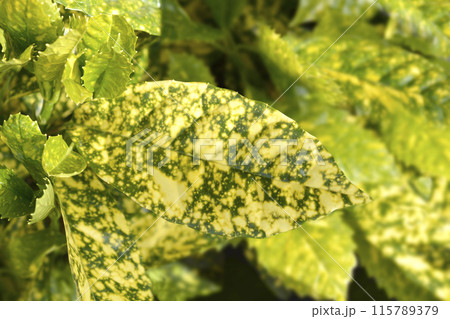 Japanese laurel Crotonifolia Japanese laurel Crotonifolia 115789379