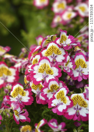 Butterfly flower 115789384