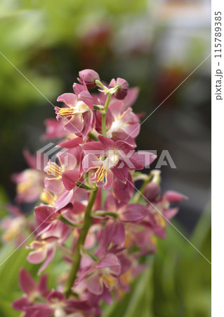 Calanthe Red Sunset 115789385