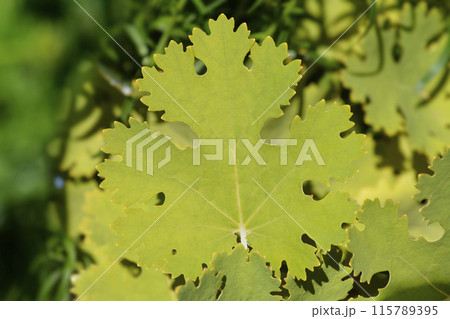 Plume poppy Plume poppy 115789395