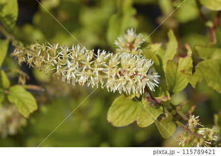 Virginia sweetspire Scentlove Virginia sweetspire Scentlove 115789421