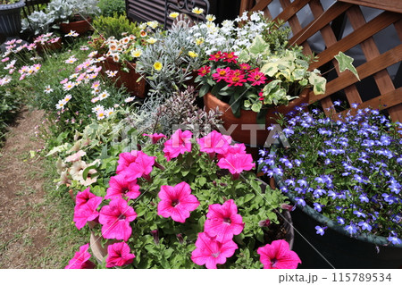 カラフルな花の寄せ植え＆寄せ鉢 115789534