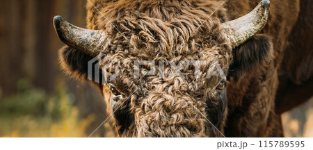 Belarus. European Bison Or Bison Bonasus, Also Known As Wisent Or European Wood Bison In Autumn Forest. Berezinsky Biosphere Reserve. Belarus. European Bison Or Bison Bonasus, Also Known As Wisent Or European Wood Bison In Autumn Forest. Berezinsky Biosphere Reserve. 115789595