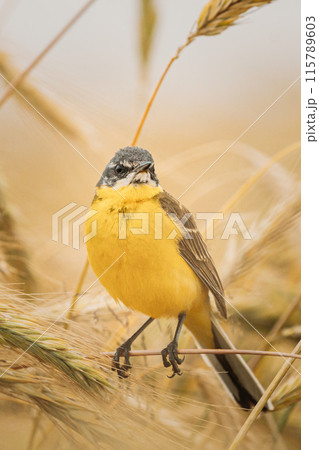 Western Yellow Wagtail. Motacilla Flava Is A Small Passerine In The Wagtail Family Motacillidae, Which Also Includes The Pipits And Longclaws. This Species Breeds In Much Of Temperate Europe And Asia 115789603