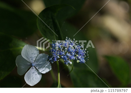 あじさいの花たち あじさいの花たち 115789797