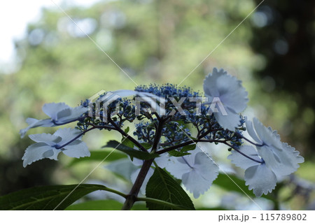 あじさいの花たち あじさいの花たち 115789802