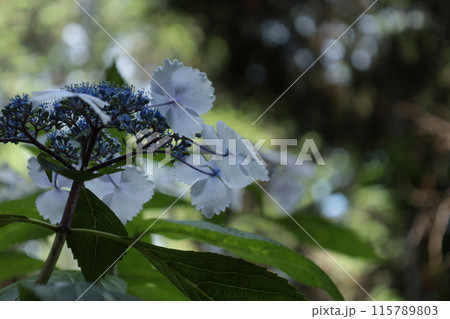 あじさいの花たち 115789803