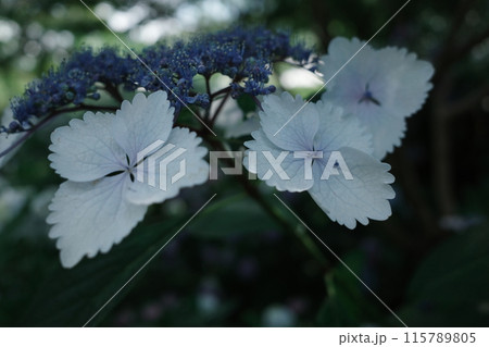 あじさいの花たち 115789805