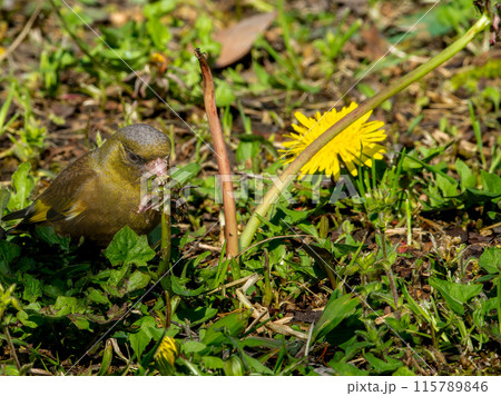 タンポポとカワラヒワ・コピースペース 115789846