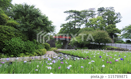 神奈川県小田原市小田原城址の園内を彩る花菖蒲 115789871