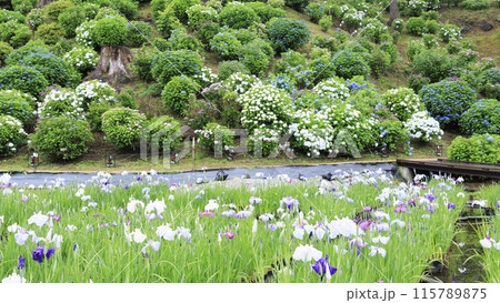 神奈川県小田原市小田原城址の園内を彩る花菖蒲 神奈川県小田原市小田原城址の園内を彩る花菖蒲 115789875