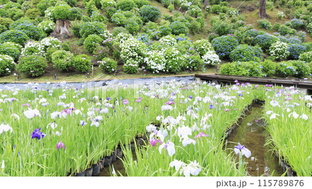 神奈川県小田原市小田原城址の園内を彩る花菖蒲 神奈川県小田原市小田原城址の園内を彩る花菖蒲 115789876