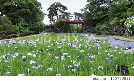 神奈川県小田原市小田原城址の園内を彩る花菖蒲 神奈川県小田原市小田原城址の園内を彩る花菖蒲 115789881