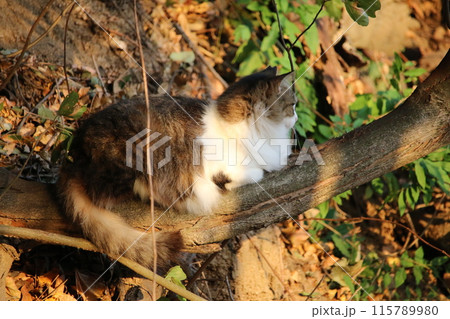 瀬戸内の島の猫 瀬戸内の島の猫 115789980