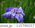 雨に濡れる花しょうぶ 115790257
