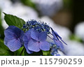 青アジサイのつぼみ 115790259