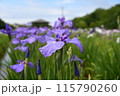 青い花しょうぶとあずまや 115790260