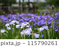 青い花しょうぶと白い花しょうぶ 115790261