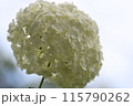 白あじさいの房 115790262