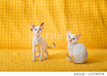 Two Funny Small Little White Devon Rex Kittens Kitty Cats On Yellow Plaid Background. Short-haired Cat Of English Breed. Shorthair Pet Cat 115790376