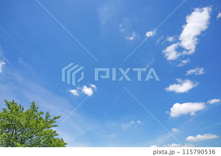 初夏の雲と木立 初夏の雲と木立 115790536