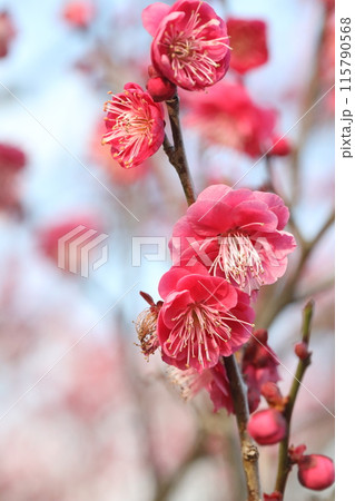 赤い梅の花 赤い梅の花 115790568