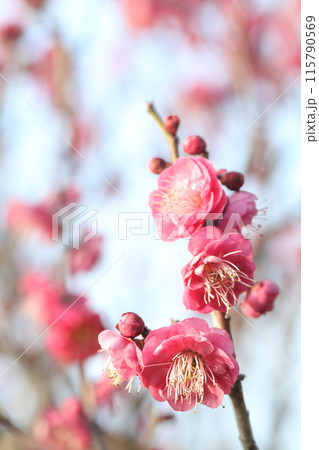 春の訪れを告げる梅の花 春の訪れを告げる梅の花 115790569