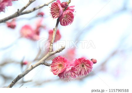 春の訪れを告げる梅の花 115790588