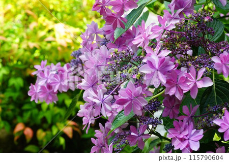 ピンク色の紫陽花 ピンク色の紫陽花 115790604