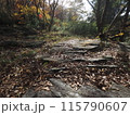 秋を感じる枯葉の山道 115790607