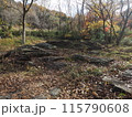 秋を感じる枯葉の山道 115790608