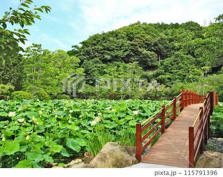 山口県下関市東行庵境内の池に咲く美しい蓮の花と橋 山口県下関市東行庵境内の池に咲く美しい蓮の花と橋 115791396