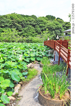 下関市の東行庵の蓮池に架かる橋から大輪の花を観賞する人 下関市の東行庵の蓮池に架かる橋から大輪の花を観賞する人 115791400