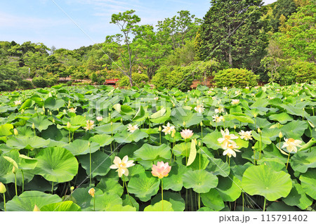 下関市の東行庵の蓮池に咲く白やピンクの大輪の花 下関市の東行庵の蓮池に咲く白やピンクの大輪の花 115791402