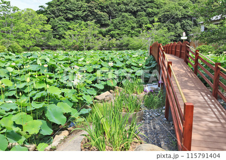 下関市の東行庵の蓮池に咲く大輪の美しい花と橋 115791404