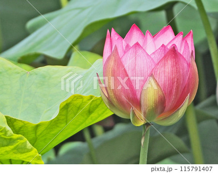 山口県下関市東行庵境内の池に咲く濃いピンクの蓮の花 山口県下関市東行庵境内の池に咲く濃いピンクの蓮の花 115791407