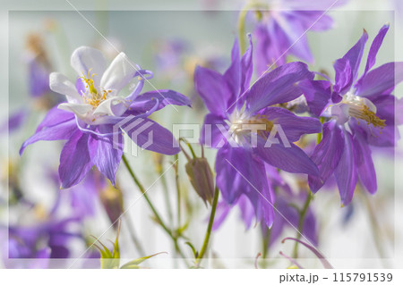 Delicate purple aquilegia flowers in blur and haze. Postcard 115791539