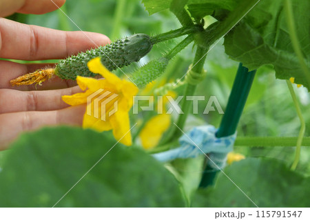 Farmer watching growth of cucumbers while waiting for harvest. Close-up of hand. Caring for horticulture Farmer watching growth of cucumbers while waiting for harvest. Close-up of hand. Caring for horticulture 115791547