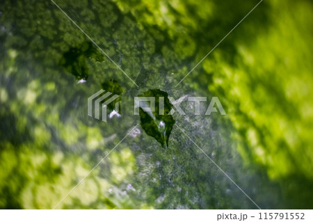 Blurred watermelon peel background with water drops. Macro, texture, backdrop. Abstraction Blurred watermelon peel background with water drops. Macro, texture, backdrop. Abstraction 115791552