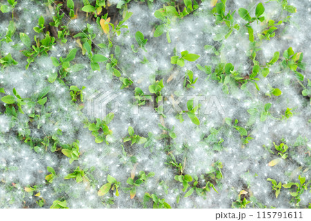 Poplar fluff strong allergen lies on the grass on the ground in summer on a Sunny day.  115791611