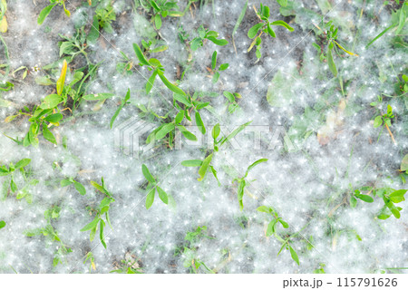 Poplar fluff strong allergen lies on the grass on the ground in summer on a Sunny day.  115791626