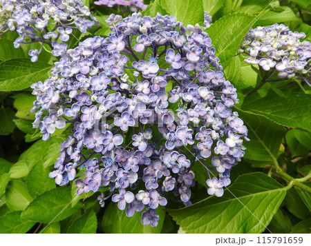 オタフクアジサイ（江戸時代に作出され古くから親しまれるガクアジサイ系の園芸品種） 115791659